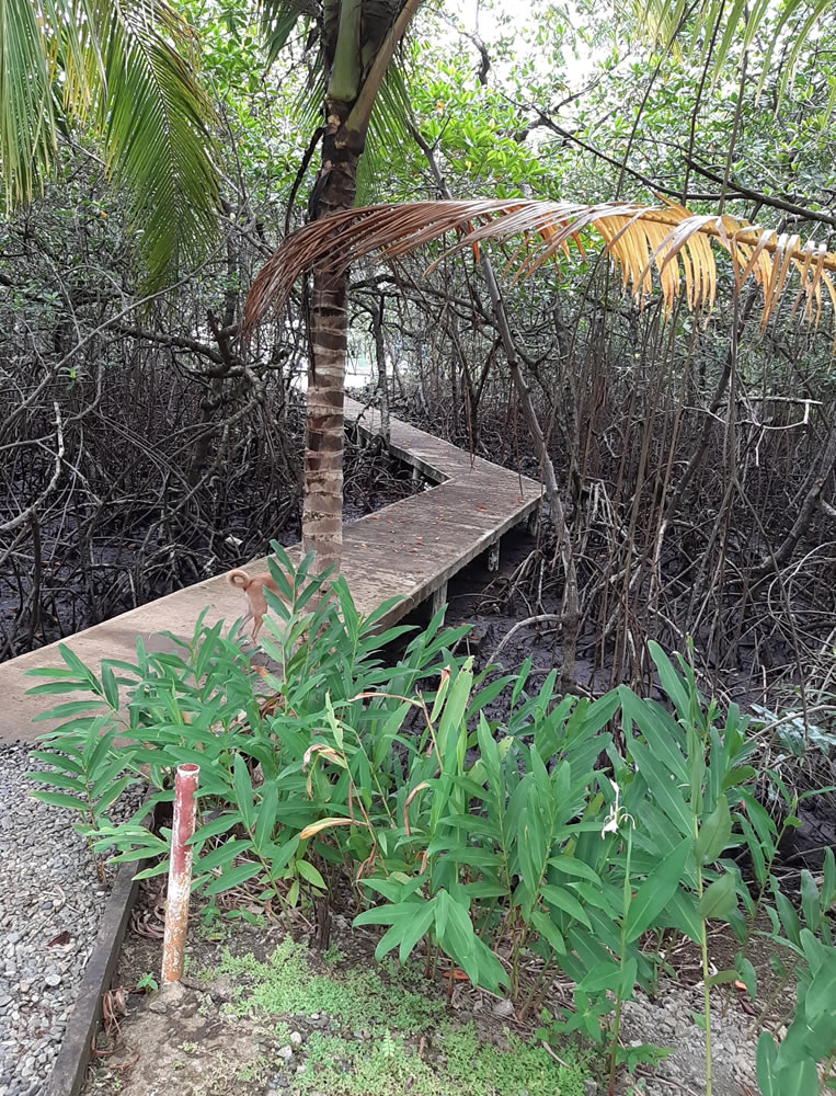 Path To Dock